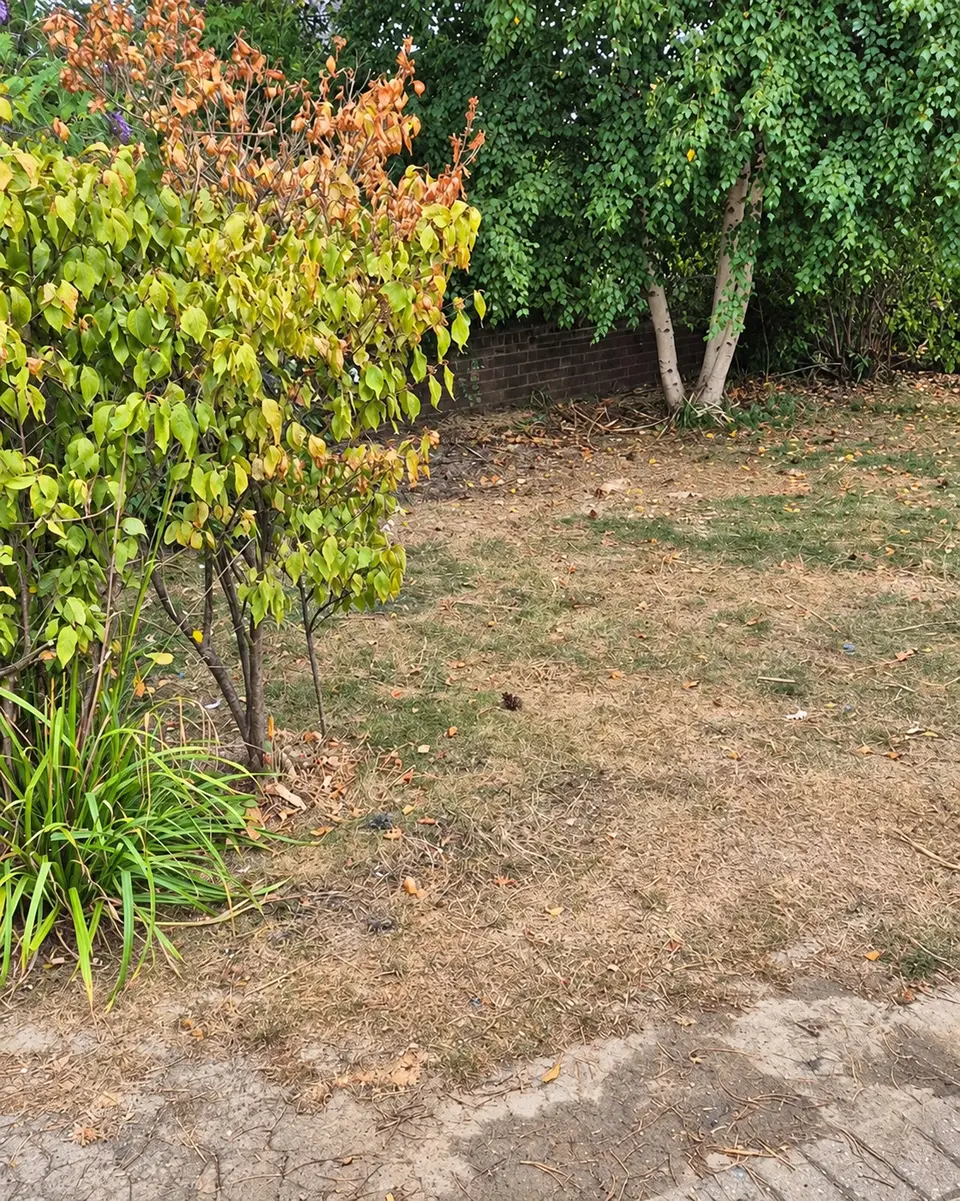 After: the lawn edge cleared of all junk